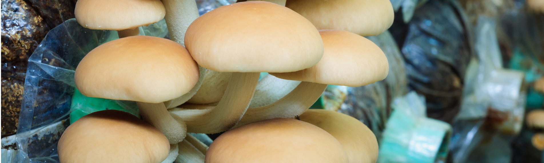 Mushroom growing humidification & humidity control Mushroom growing humidification & humidity control